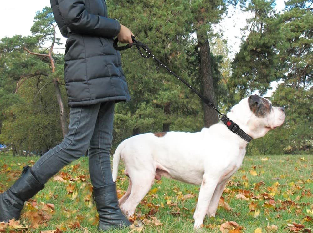 Hands-Free Running Leash with Waist Belt for Active Dogs - Elibark Dog Supplies