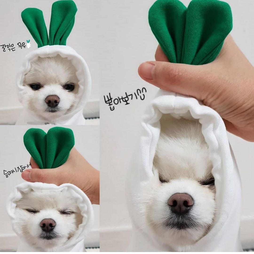 Cute Fruit Dog Hoodie – Warm Fleece Outfit for Small Pets - Elibark Dog Supplies