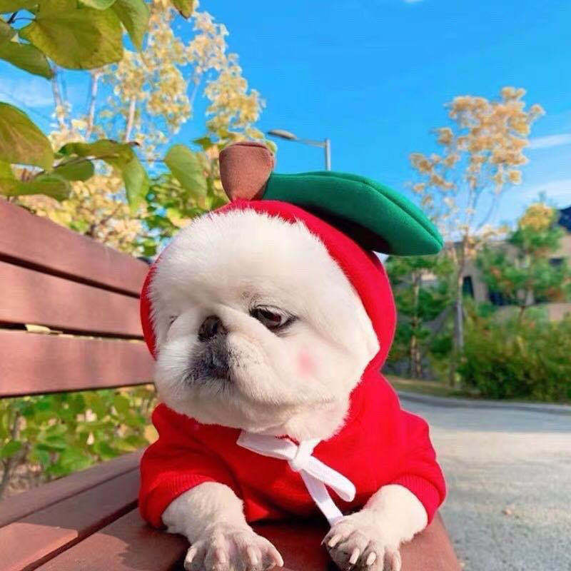 Cute Fruit Dog Hoodie – Warm Fleece Outfit for Small Pets - Elibark Dog Supplies