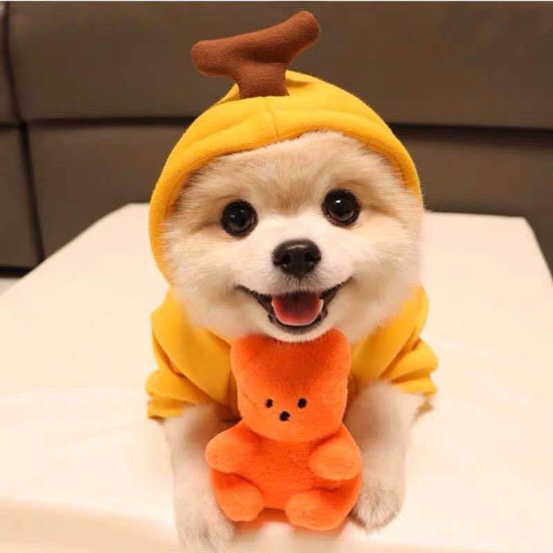 Cute Fruit Dog Hoodie – Warm Fleece Outfit for Small Pets - Elibark Dog Supplies