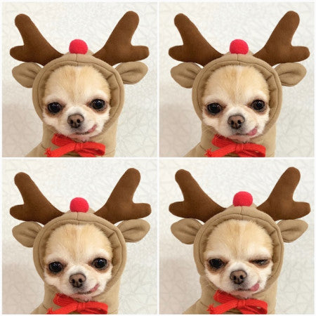 Cute Fruit Dog Hoodie – Warm Fleece Outfit for Small Pets - Elibark Dog Supplies