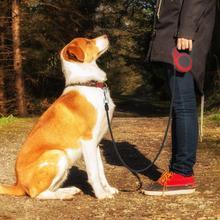 Retractable Pet Leash – One-Touch Control for Easy Walks - Elibark Dog Supplies